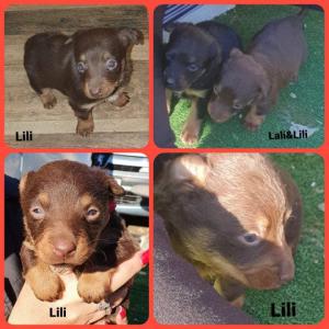 0485 Lili 7