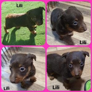 0485 Lili 8