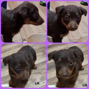 0485 Lili 9