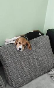 0490 Lulu 1