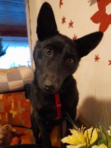 0493 Roxy 1