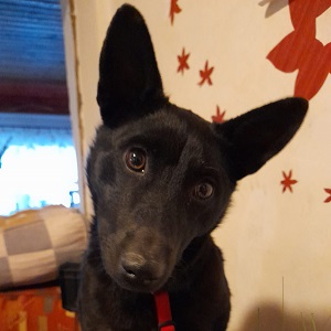 0493 Roxy 1A