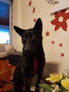 0493 Roxy 3