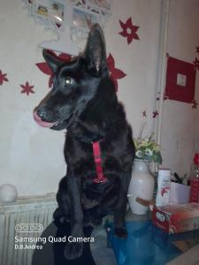 0493 Roxy 8