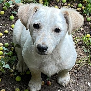 0507 Blondie 1A