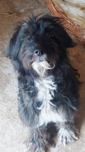 0513 Molly 1