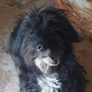 0513 Molly 1A