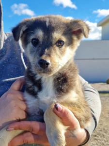 0544 Panka (1)