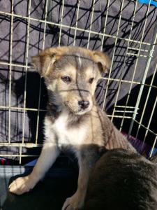 0544 Panka (2)