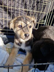 0544 Panka (3)