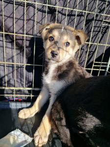 0544 Panka (4)