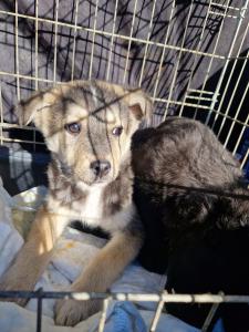 0544 Panka (5)