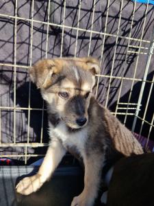 0544 Panka (6)