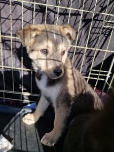 0544 Panka (7)