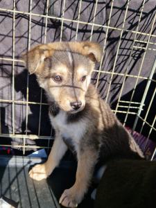 0544 Panka (8)