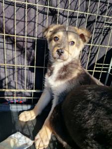 0544 Panka (9)