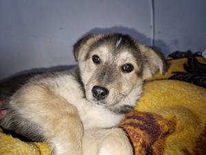 0544 Panka 10