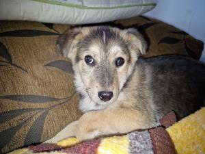 0544 Panka 11