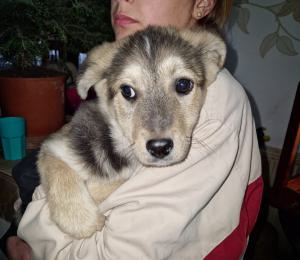 0544 Panka 12