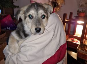 0544 Panka 13