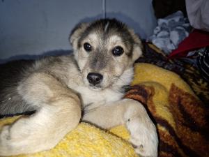 0544 Panka 15