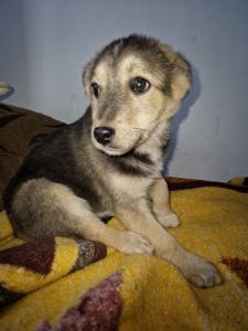0544 Panka 16