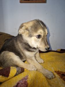 0544 Panka 18