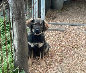0546 Hector 1