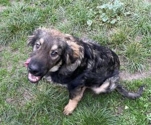 0546 Hector 11