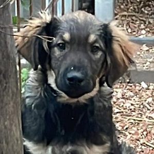 0546 Hector 1A