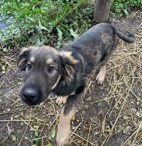 0546 Hector 2