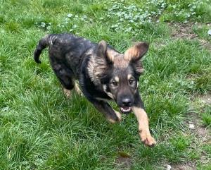0546 Hector 21