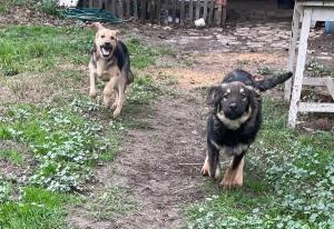 0546 Hector 28