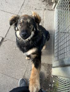 0546 Hector 35