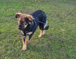 0546 Hector 37