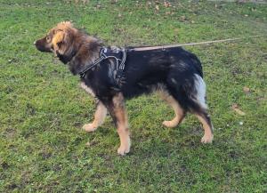 0546 Hector 38