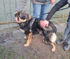 0546 Hector 40