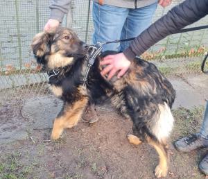 0546 Hector 41