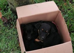 Bosco und Bájos 2