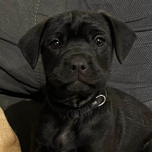 0578 Maci 1A