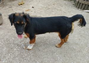 0580 Borzi 12