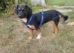 0580 Borzi 13