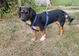 0580 Borzi 7