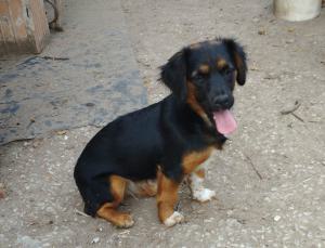 0580 Borzi 8