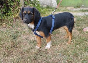 0580 Borzi 9