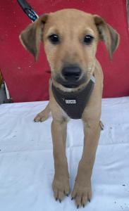 0581-Levi-15