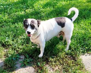 0582-Toti-4