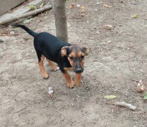 0599-Levi-4