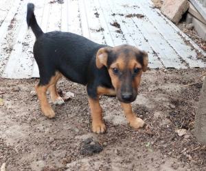 0599-Levi-5