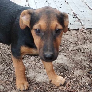 0599-Levi-5A